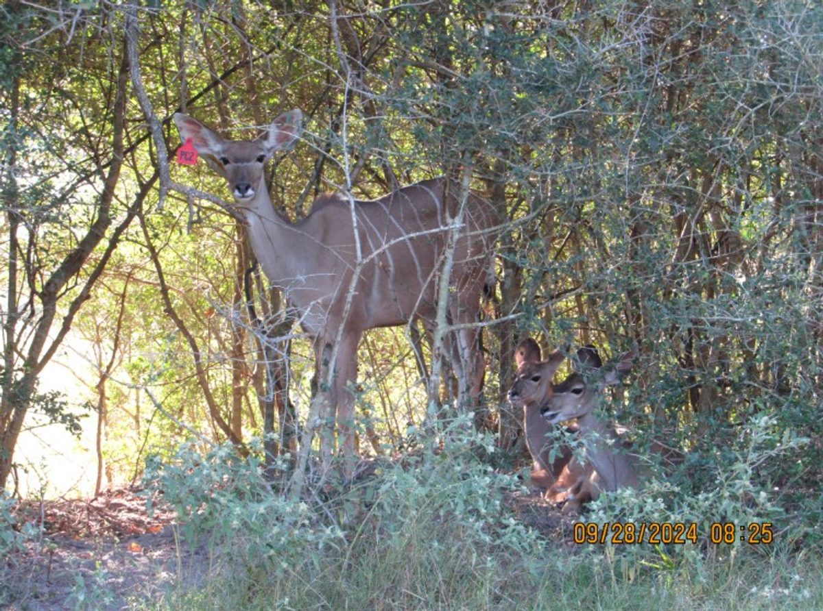 kudu-pc2