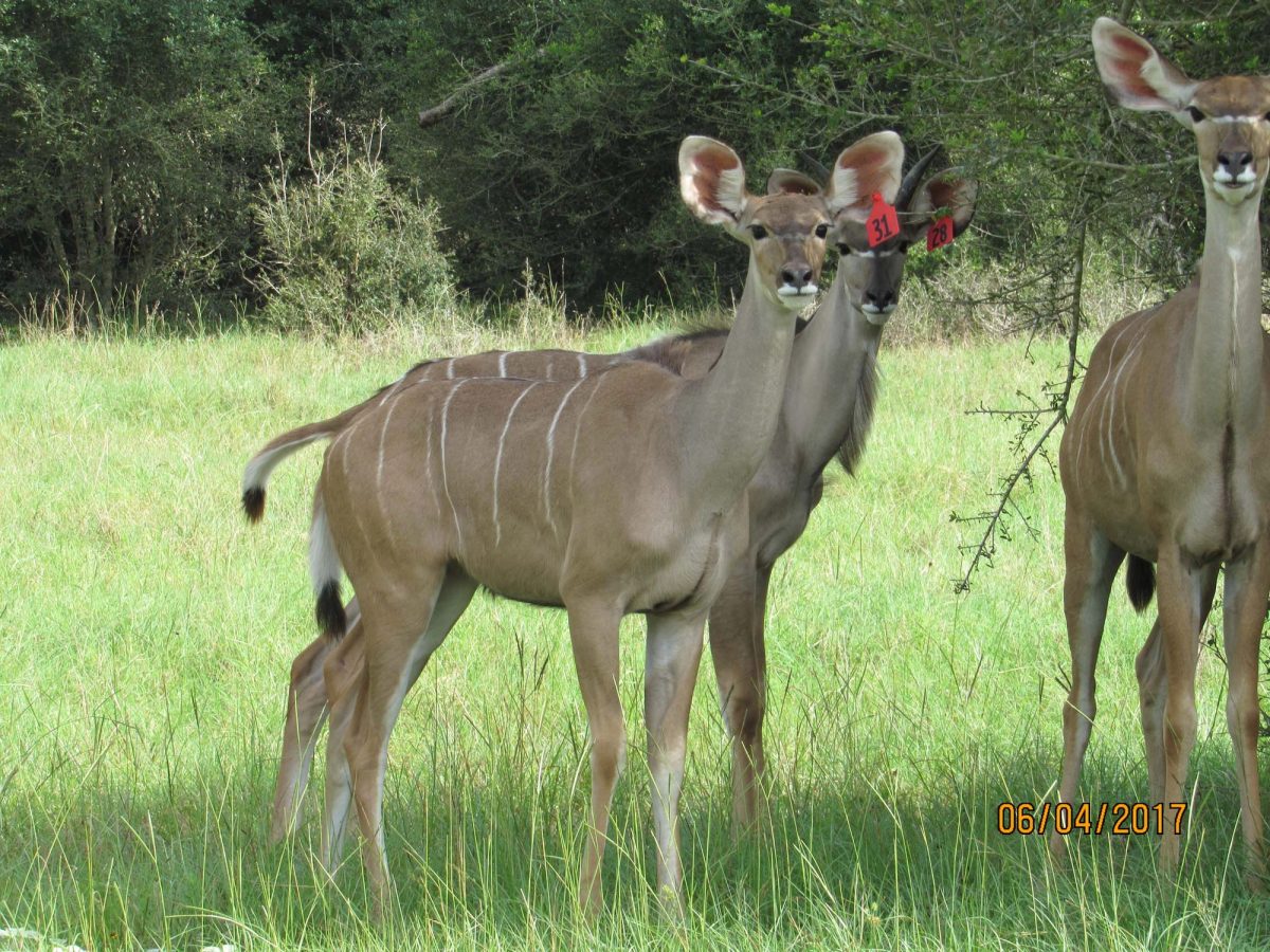 kudu31