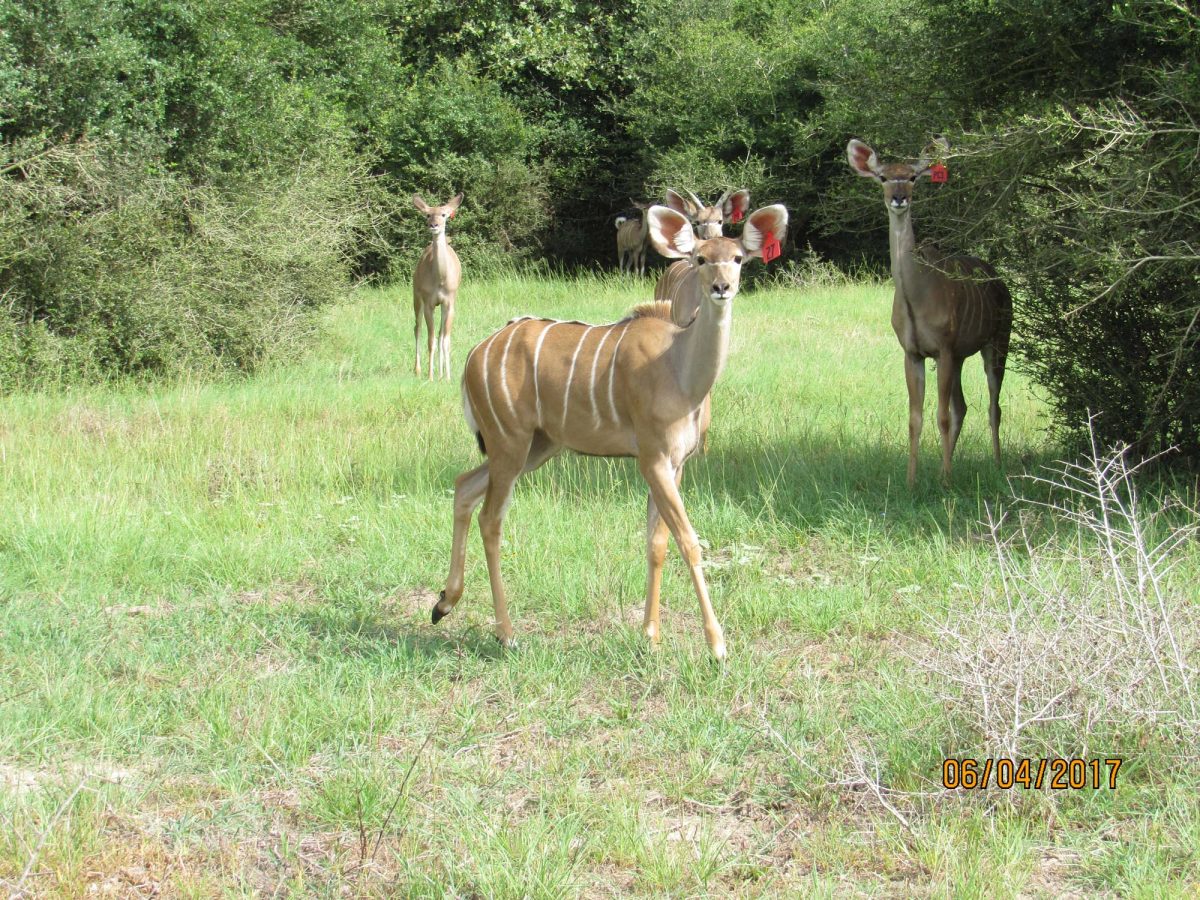 kudu27