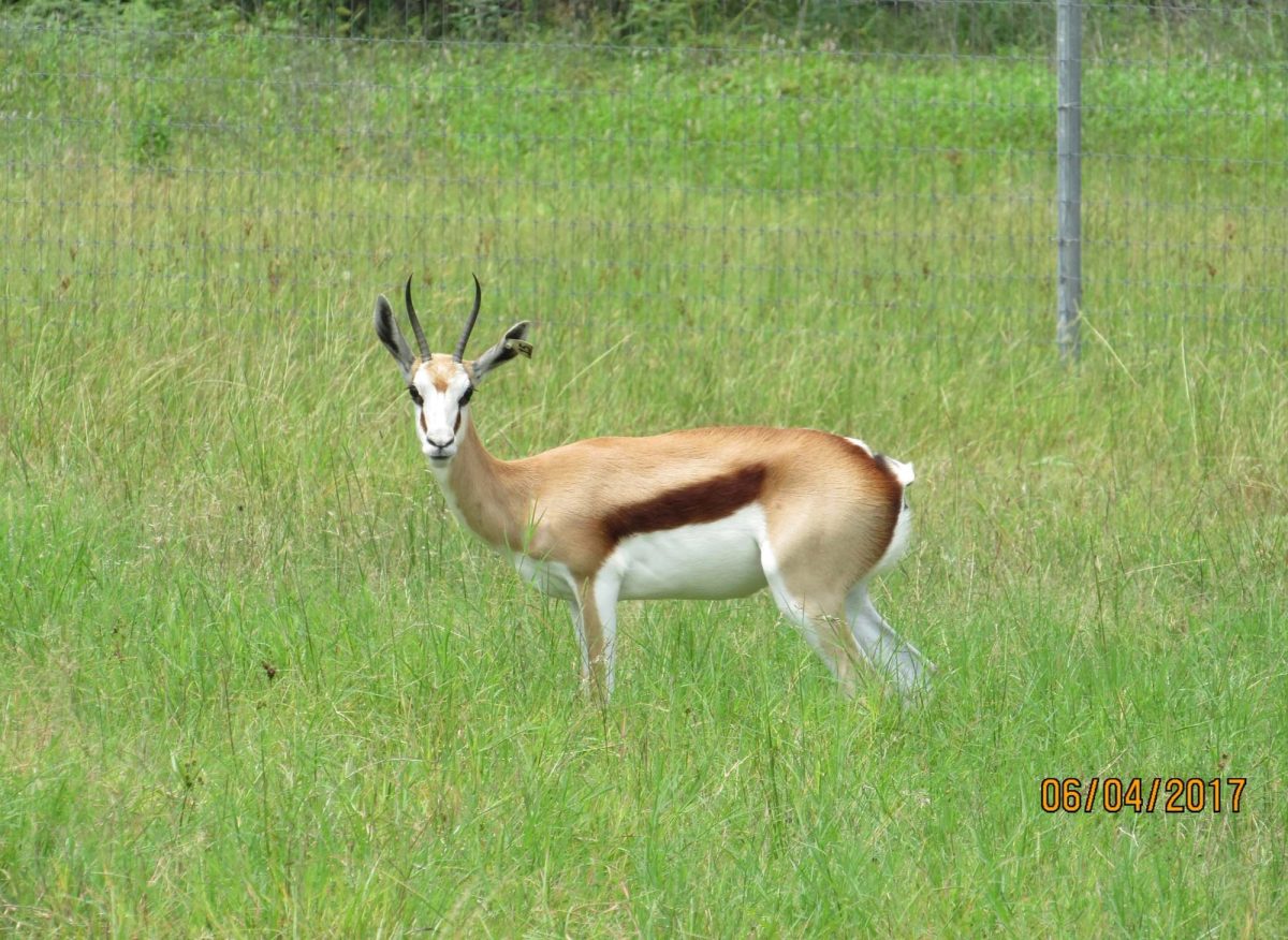 springbok15