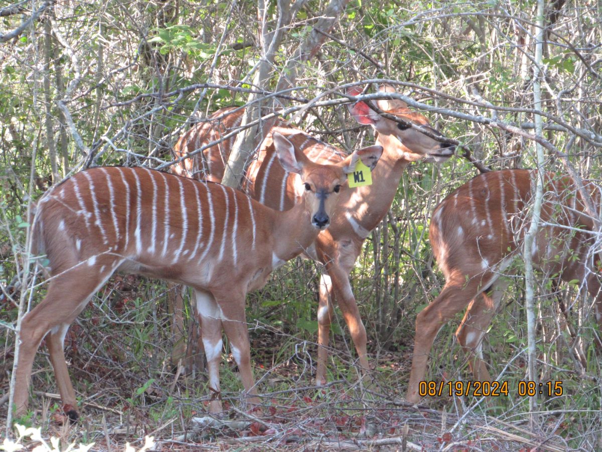 nyala-w1-gamecam-multiple