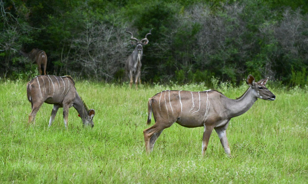 kudu-multiple