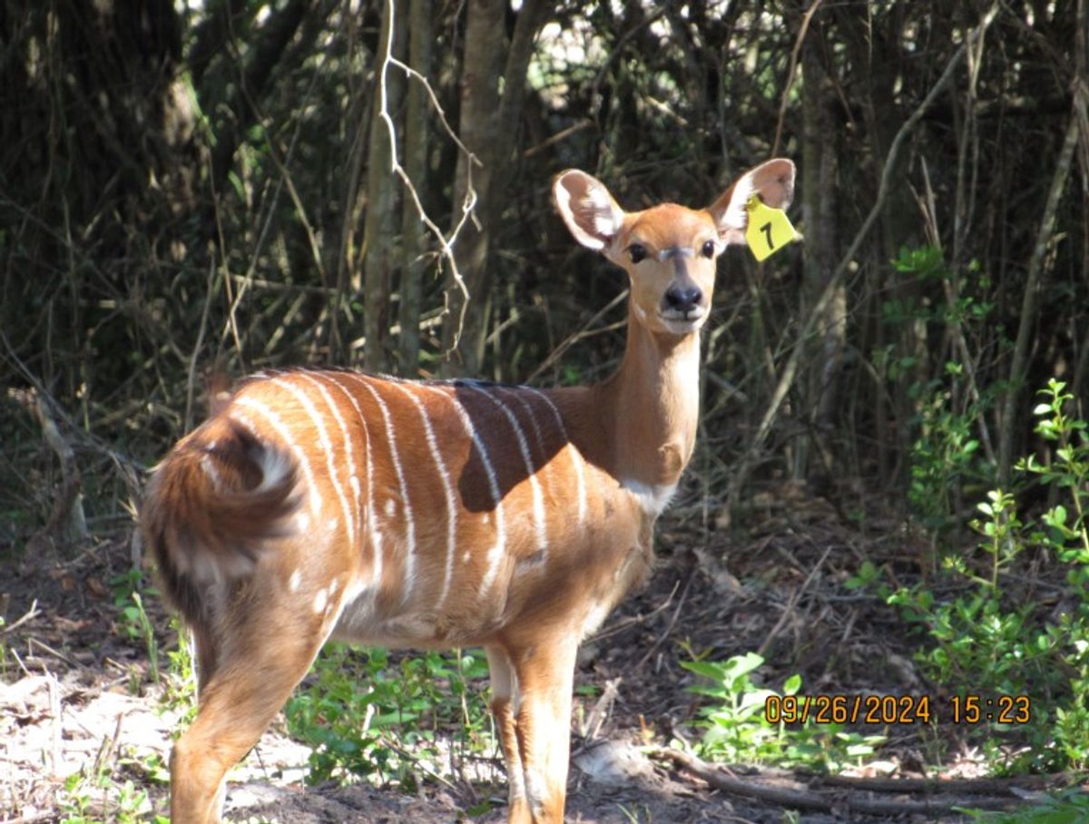 nyala-h7