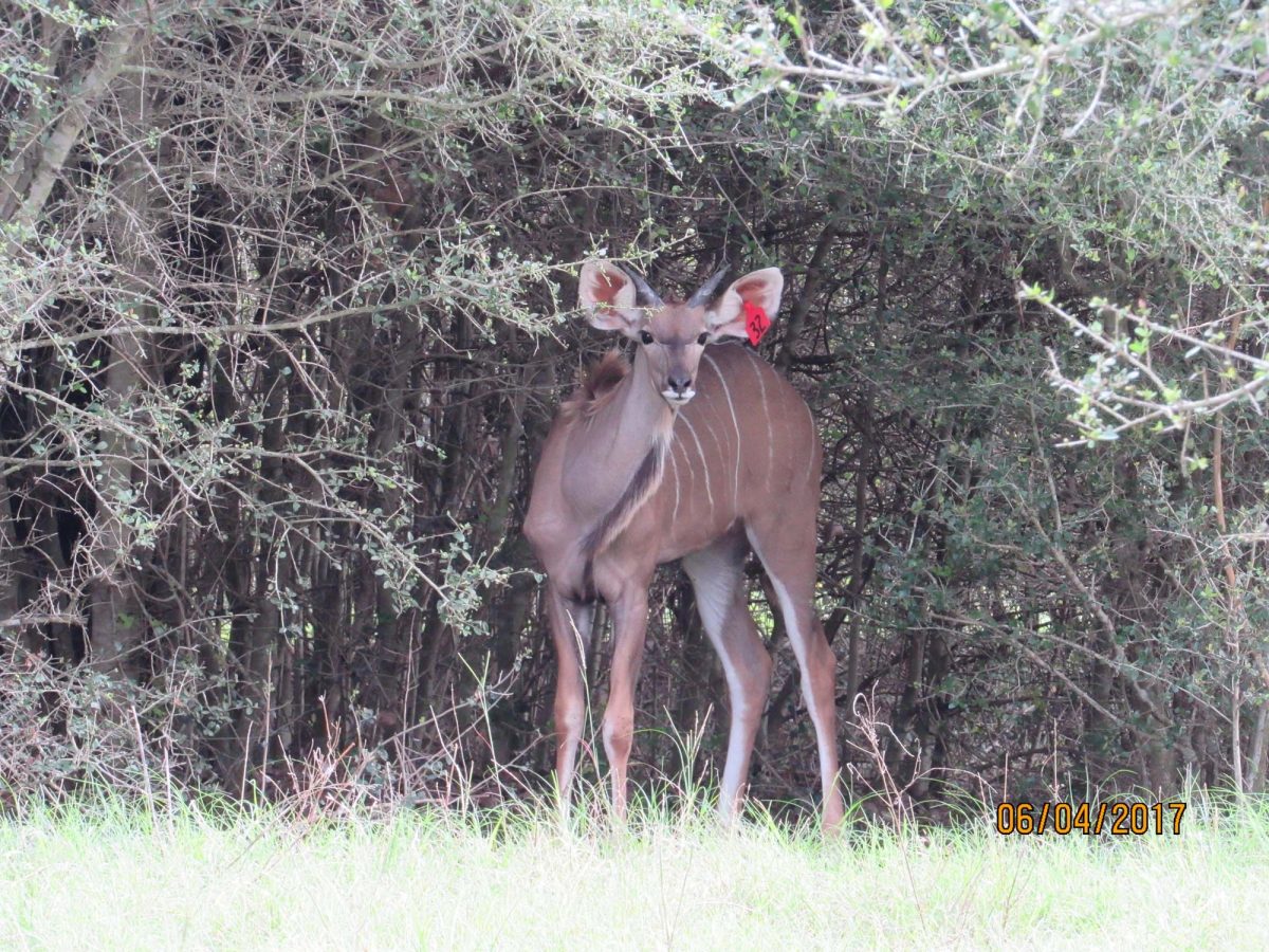kudu32