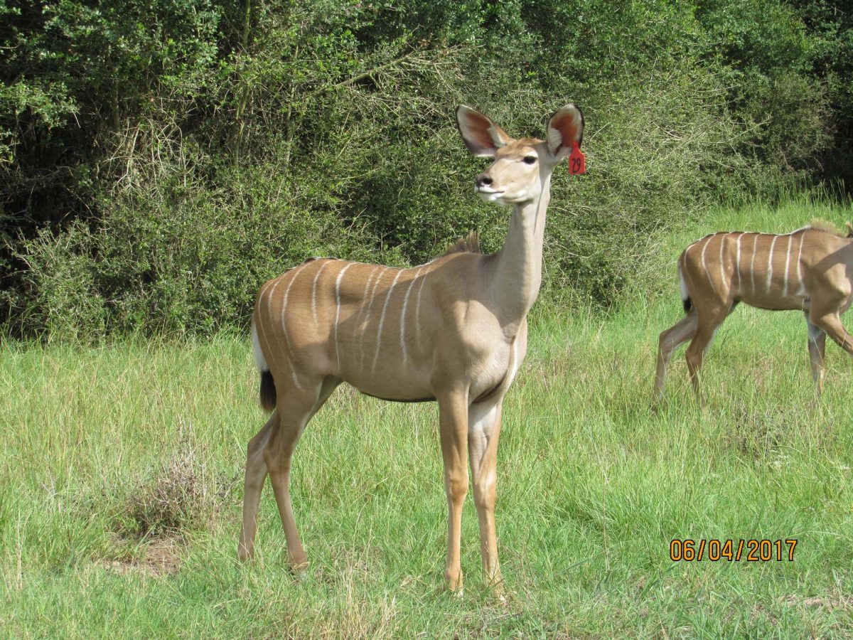 kudu29
