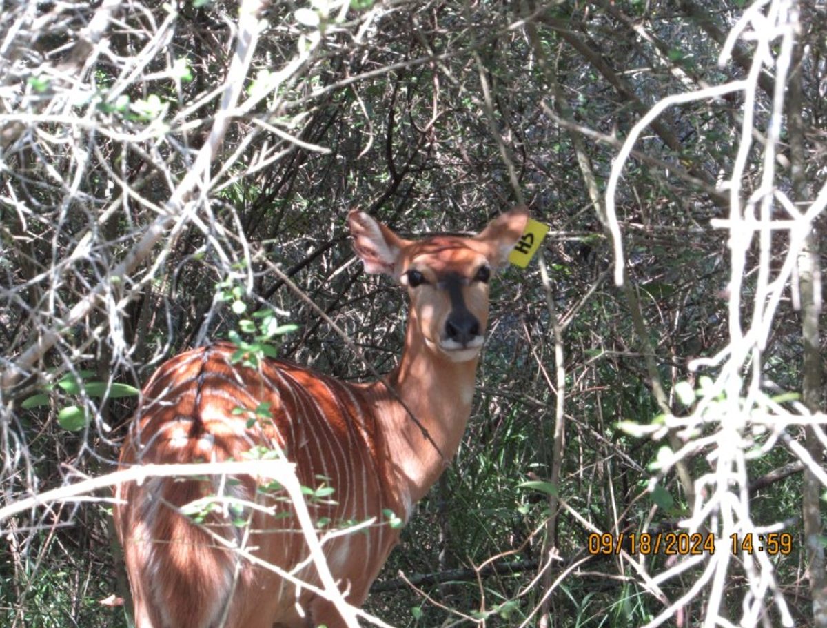 nyala-h5