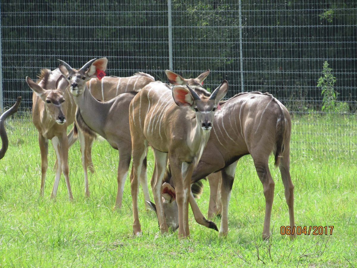kudu30
