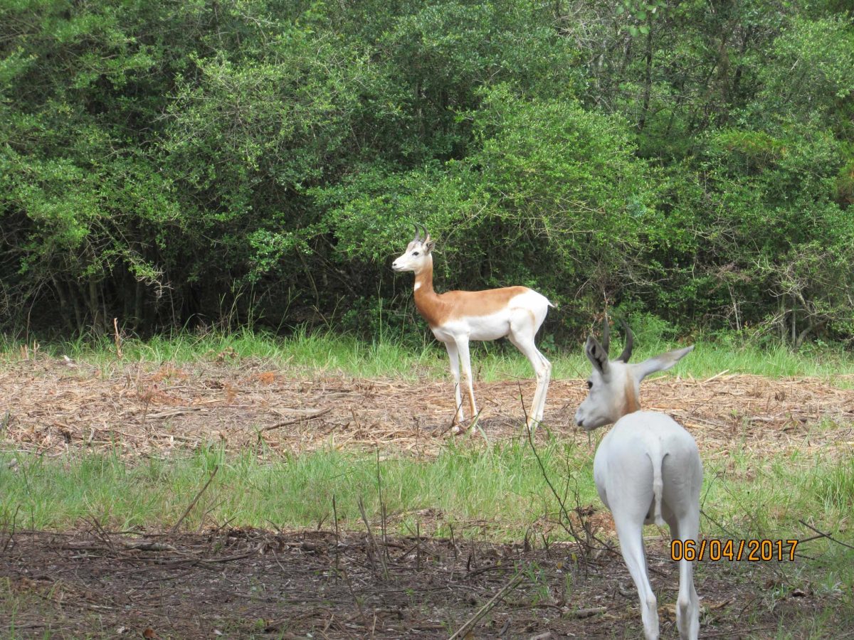saddleback