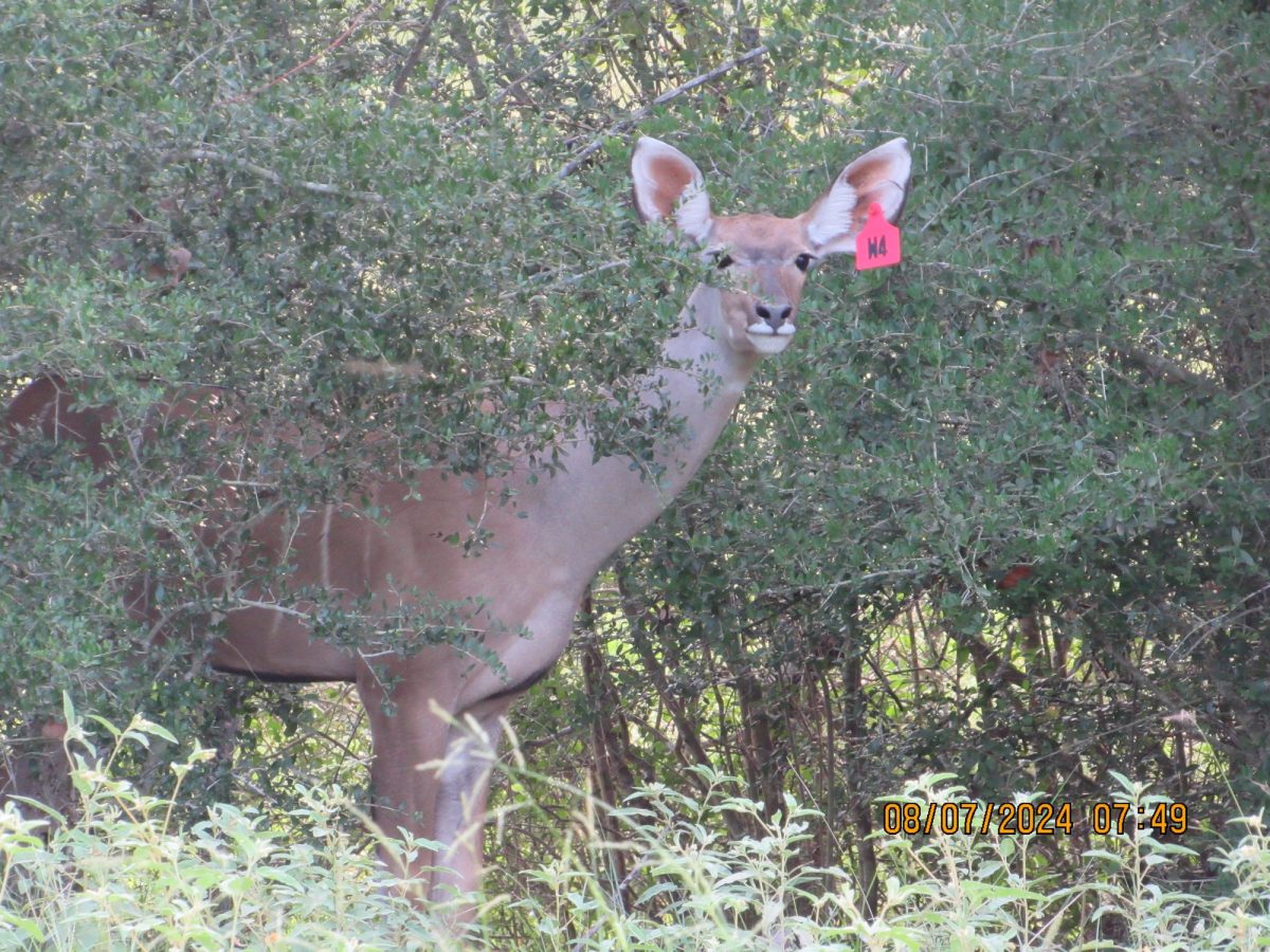 kudu-w4-gamecam