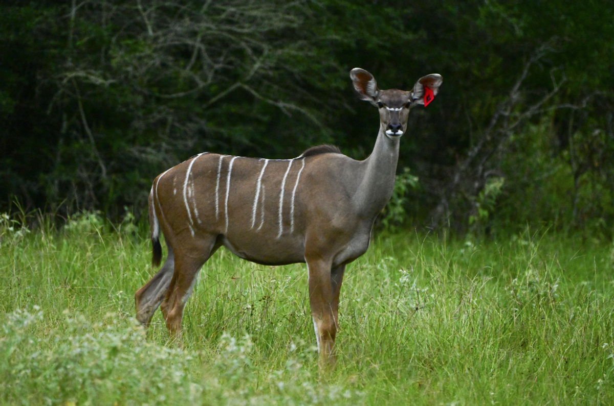 kudu-m1-2