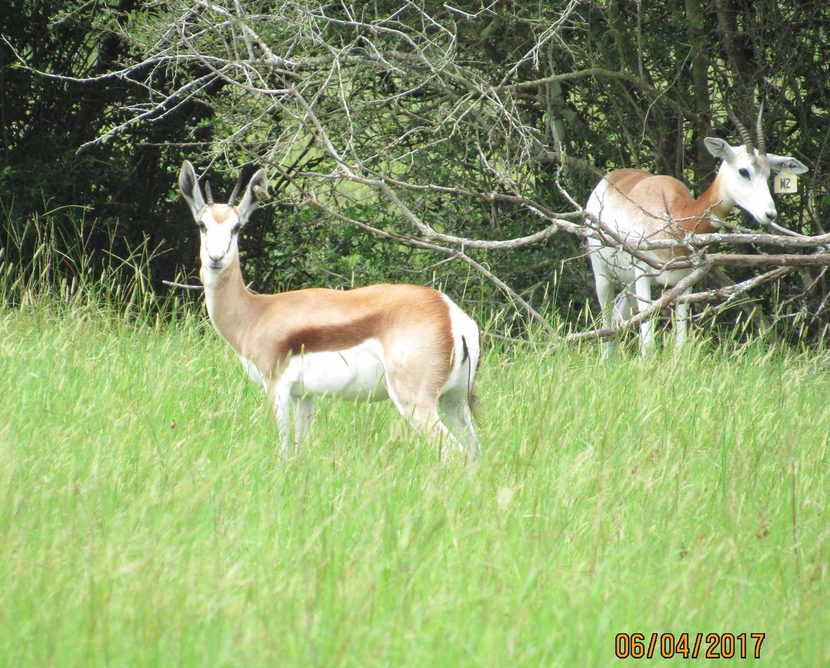 springbok18