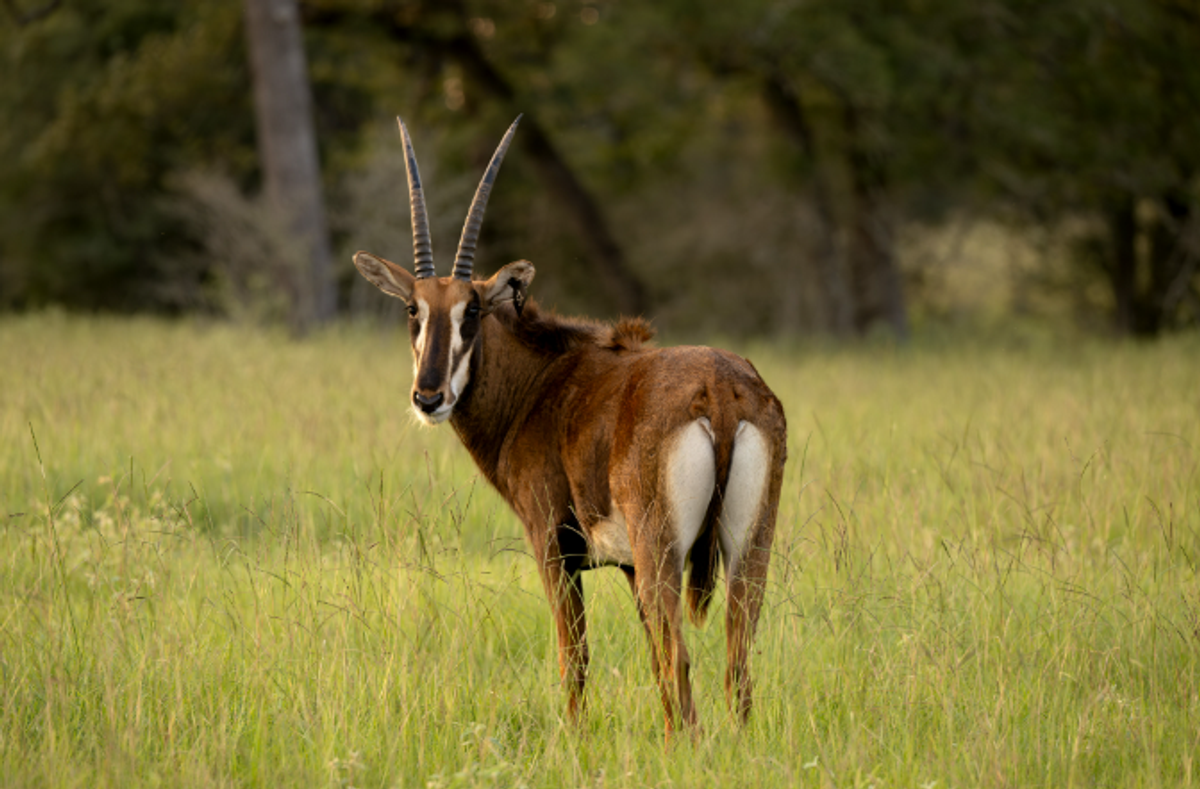 sable-t1-which-is-s1-currently