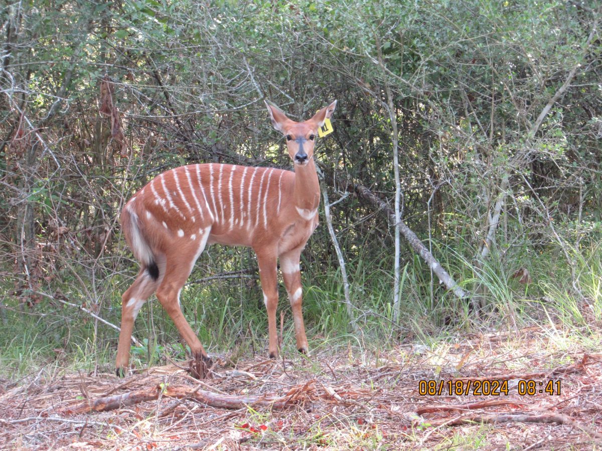 nyala-w1-gamecam
