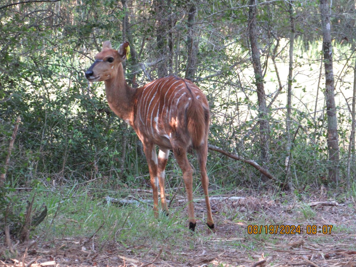 nyala-m2-2-gamecam