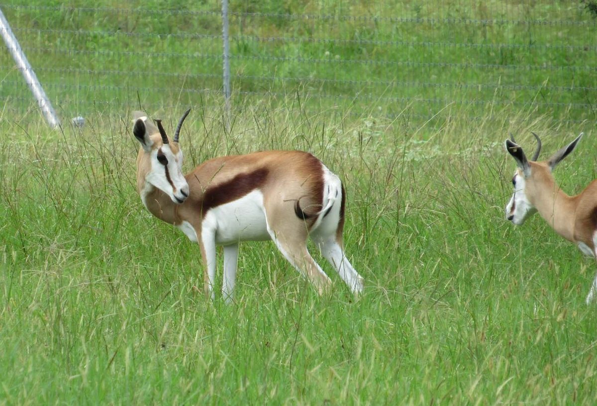 springbok14