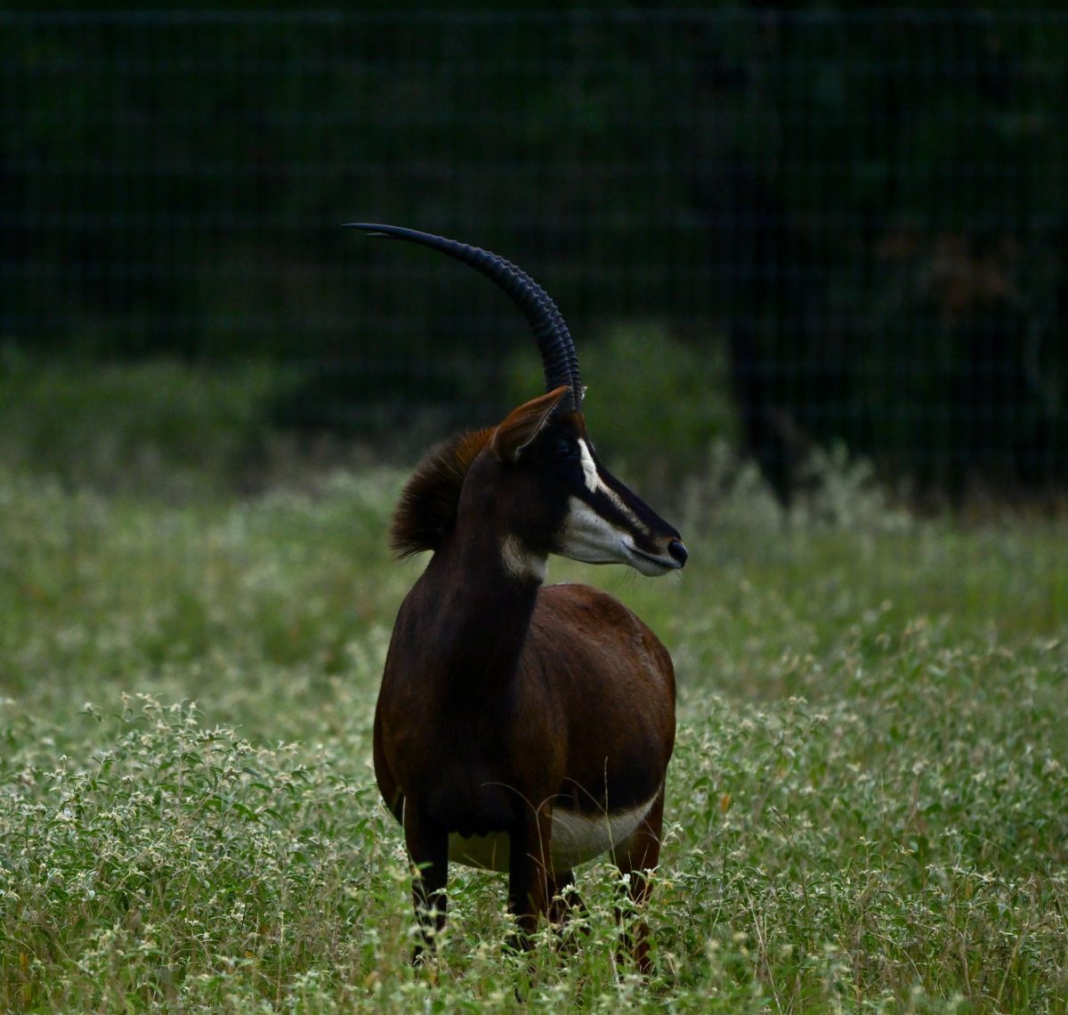 sable-cow