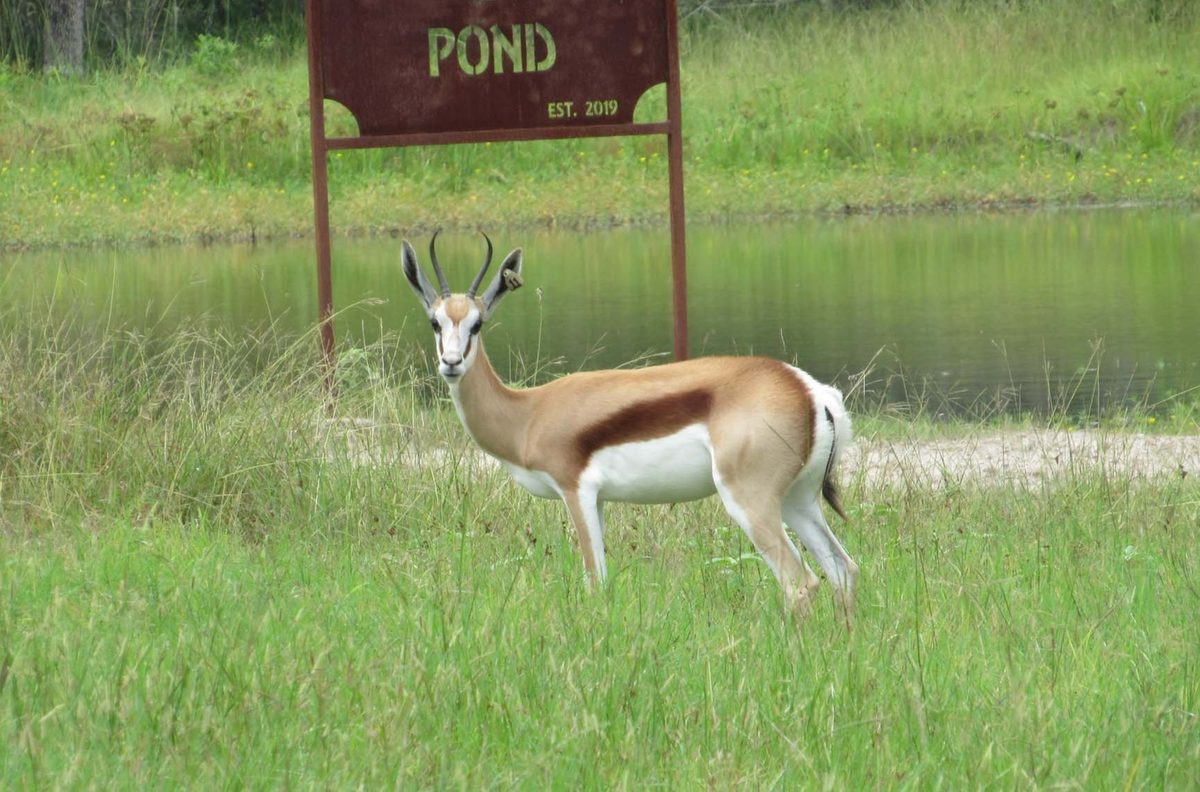 springbok11