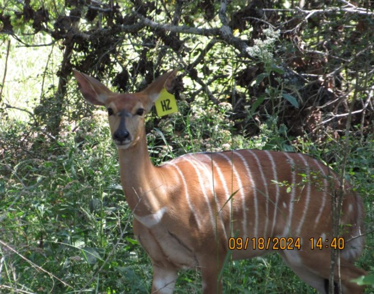 nyala-h2