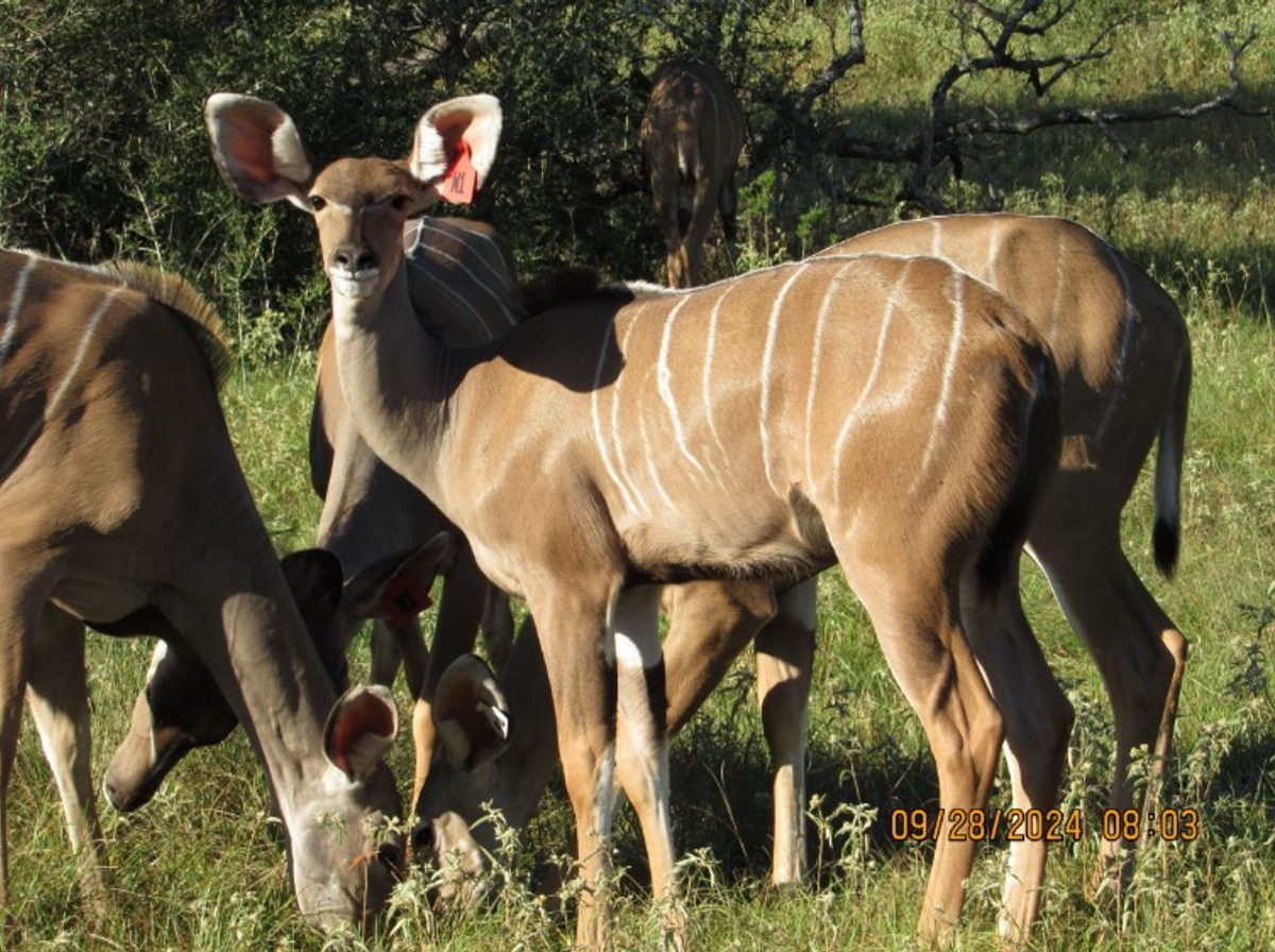 kudu-w1