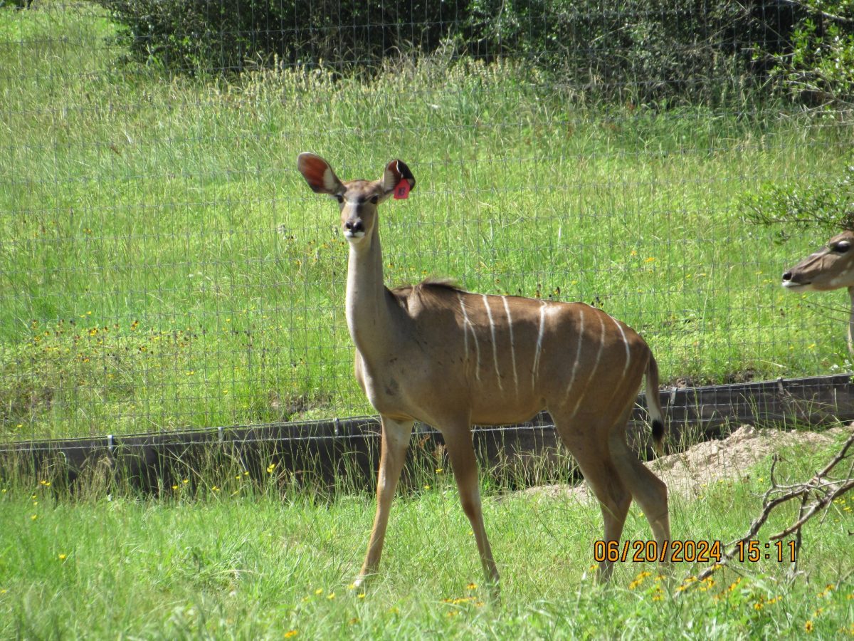 kudu-m3-gamecam