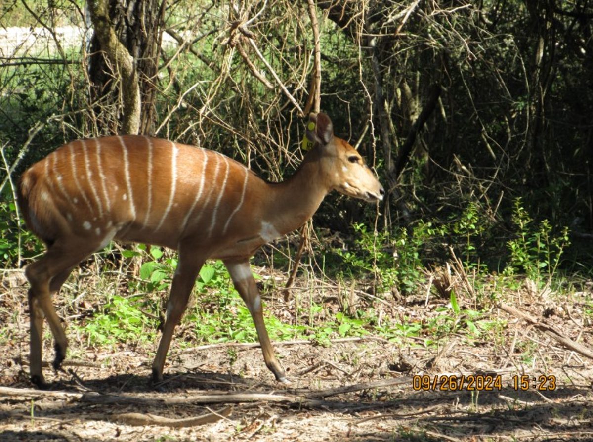nyala-h3