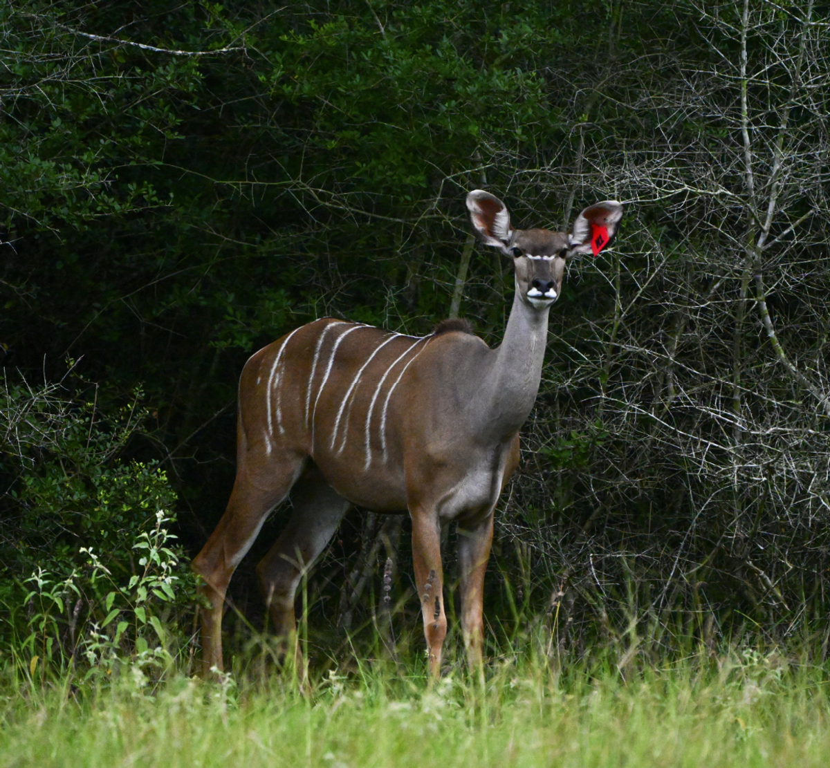 kudu-profile-M1