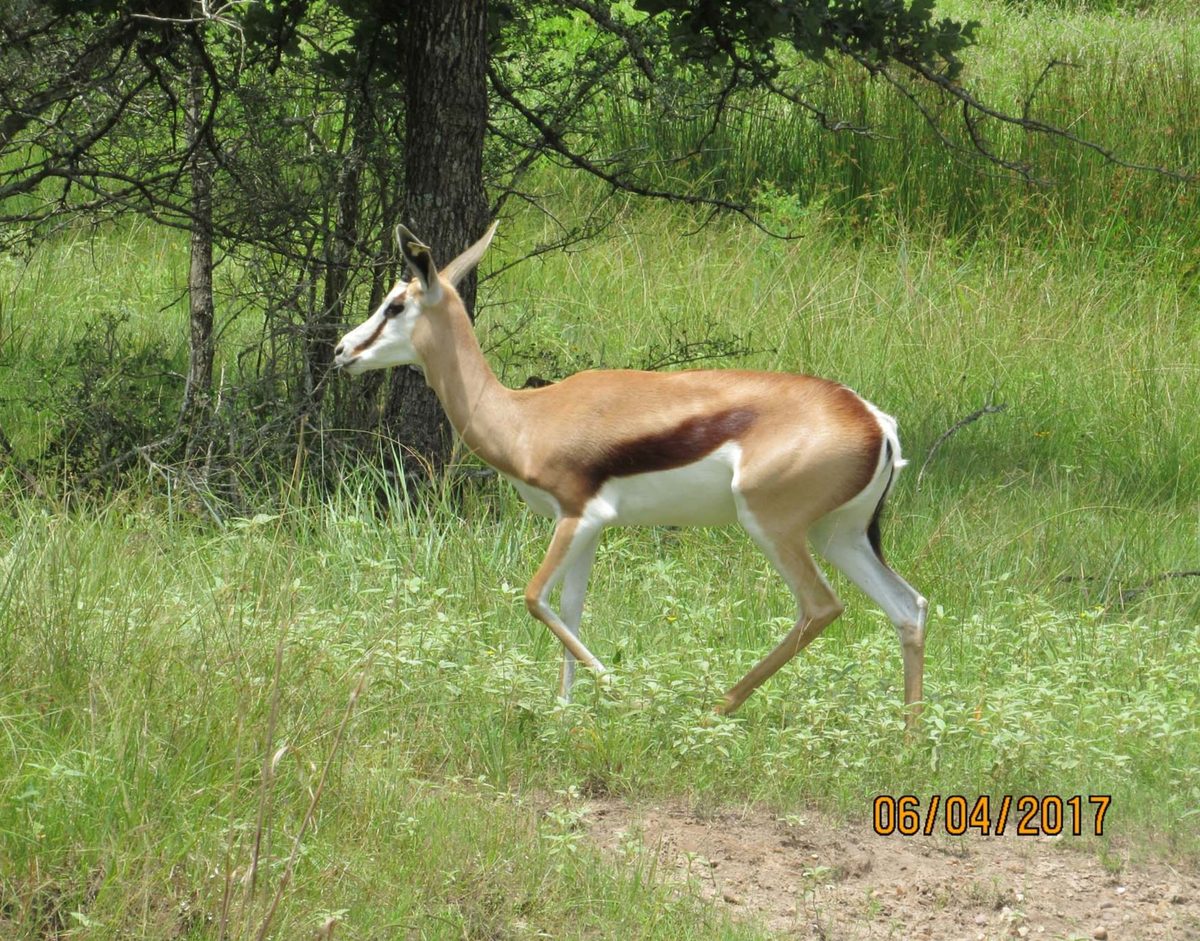 springbok12
