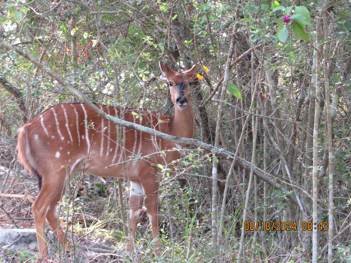 nyala-w2-gamecam