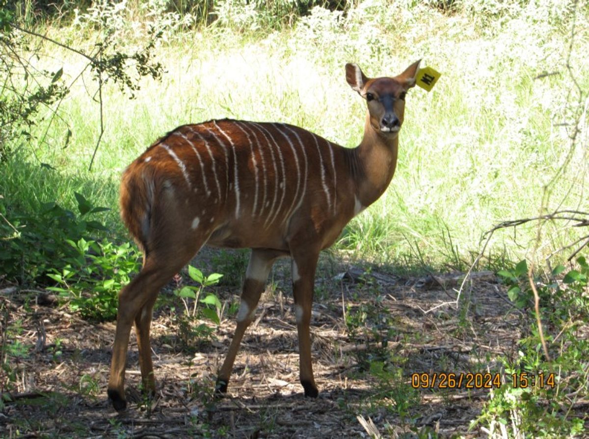 nyala-m1