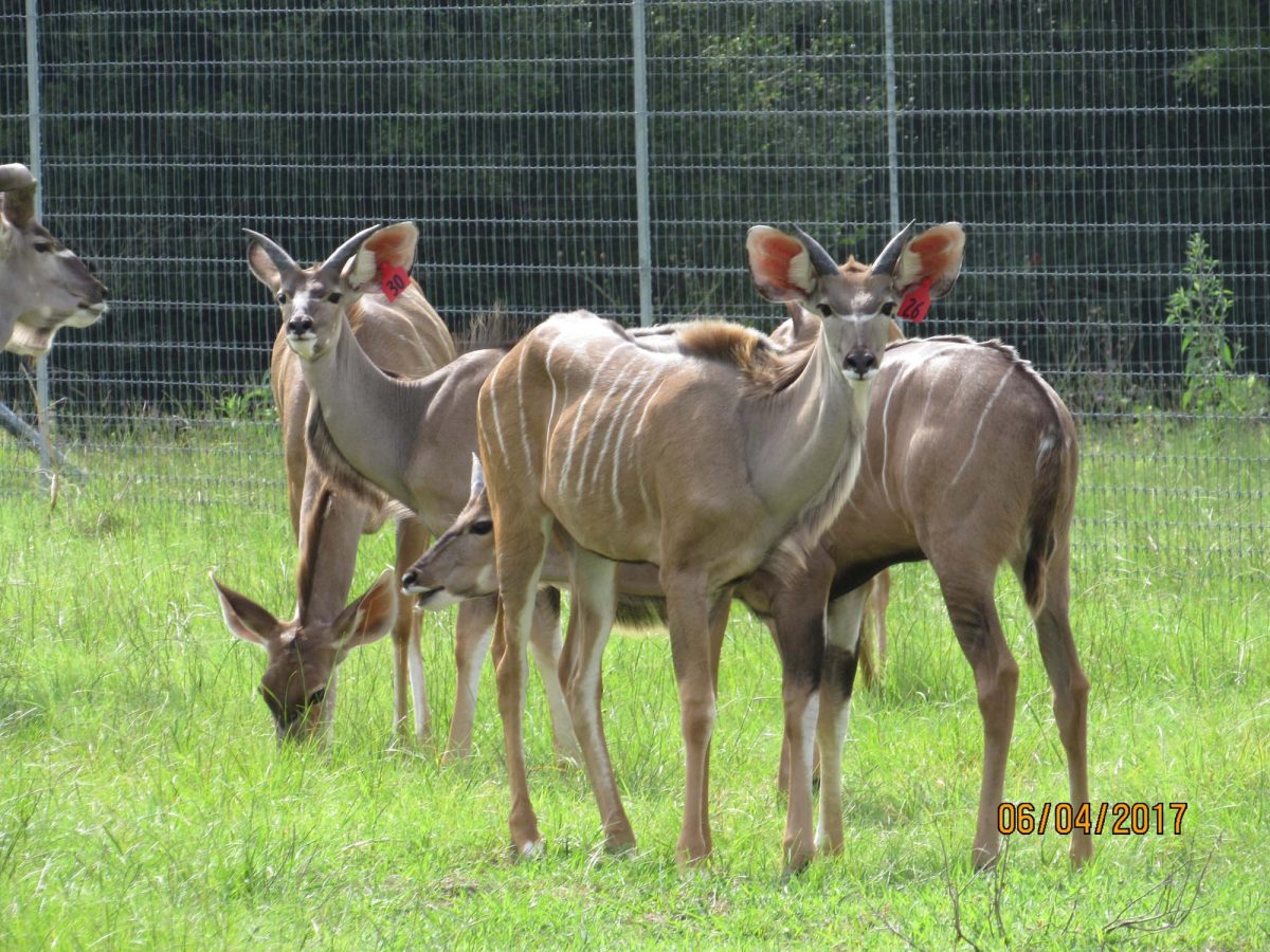 kudu26