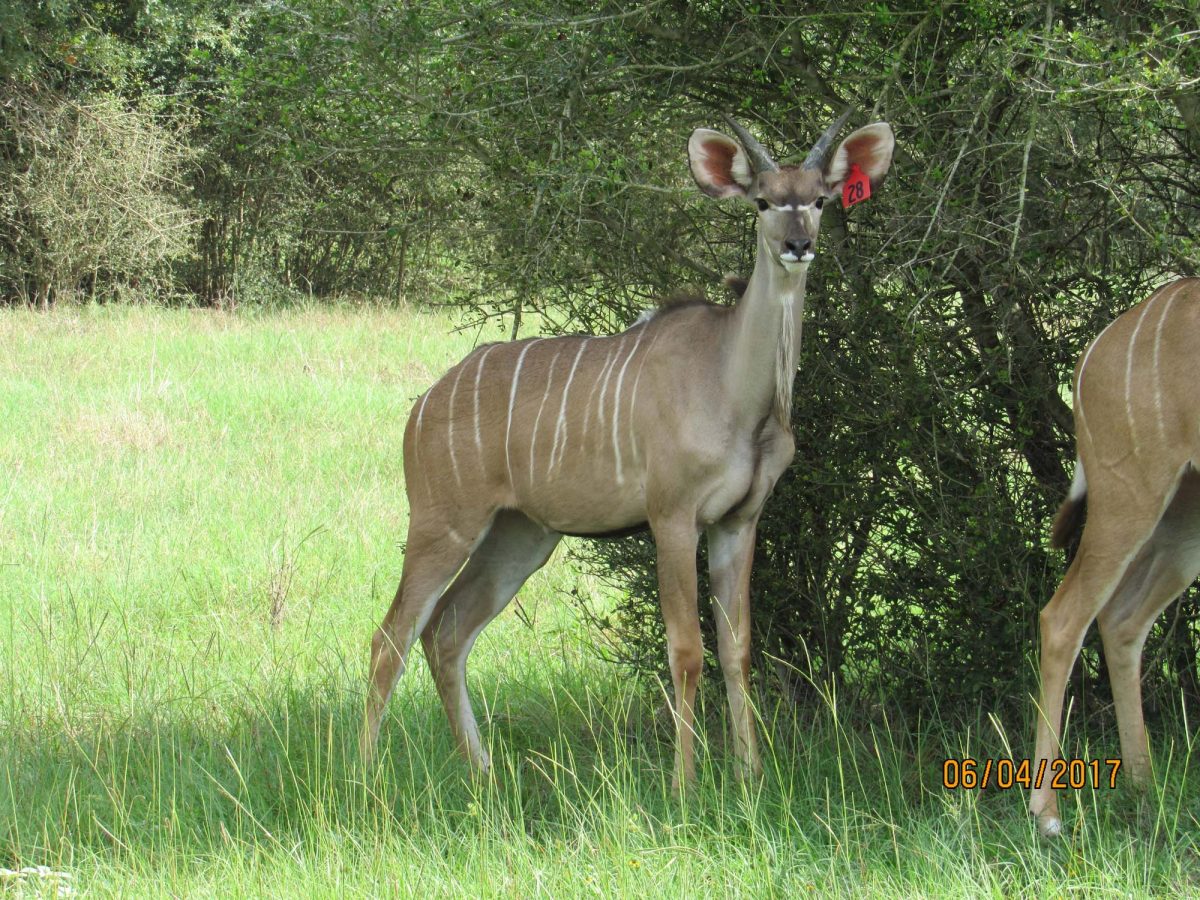 kudu28