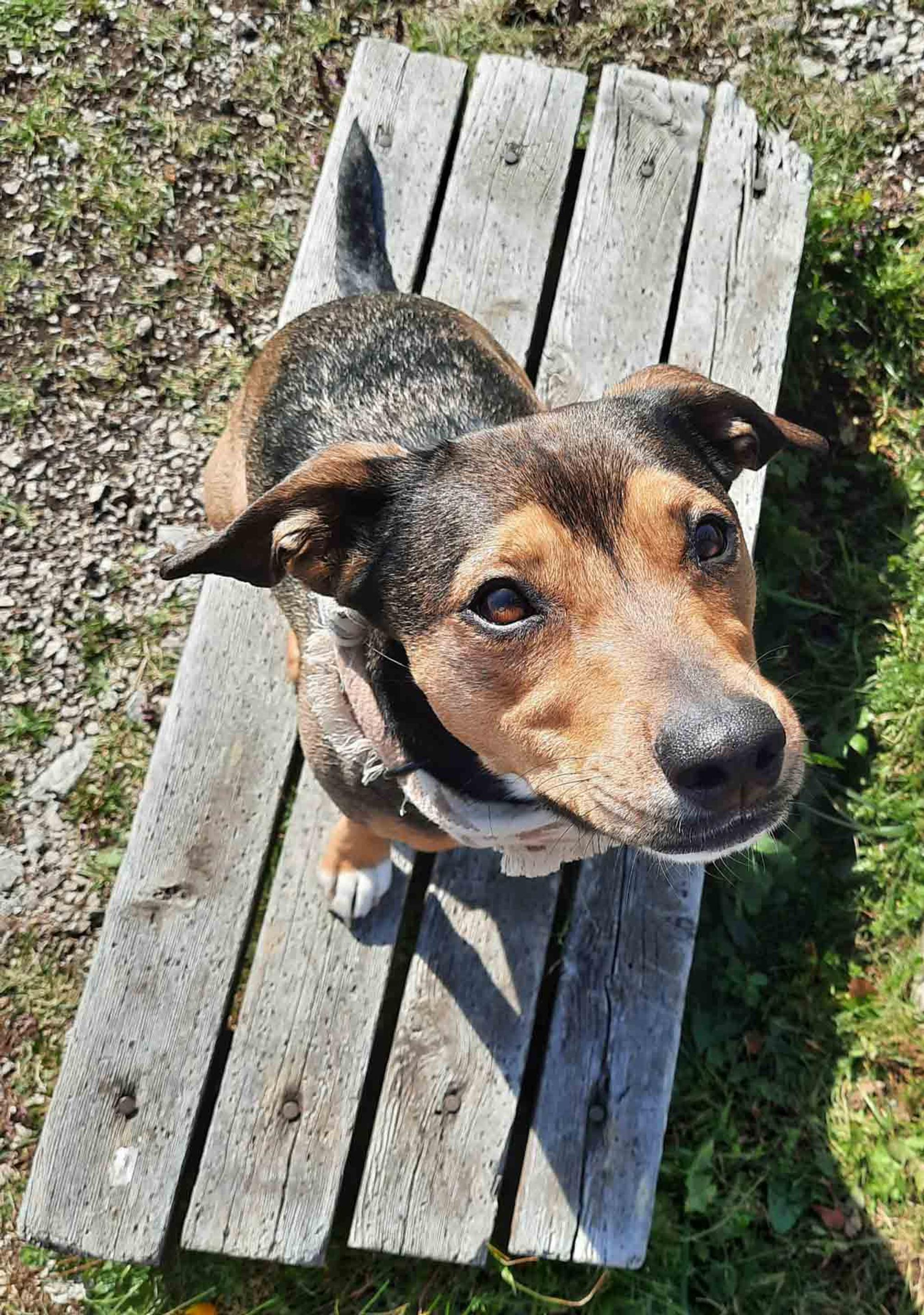 Ein Hund sitzt auf einer Bank und sieht zu seinem Besitzer