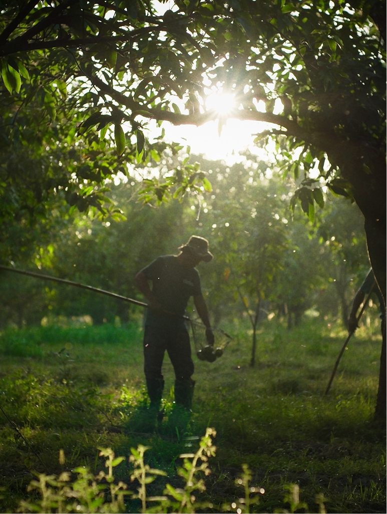 A person harvests fruit with a long pole in a sun-drenched orchard.