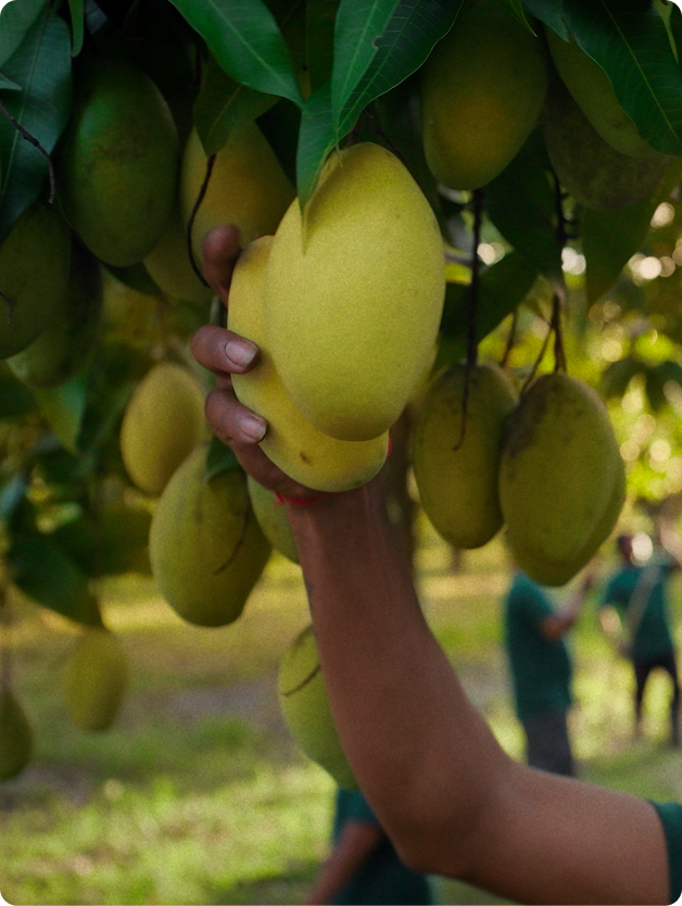 A hand holding large, pale green mangoes on a tree.