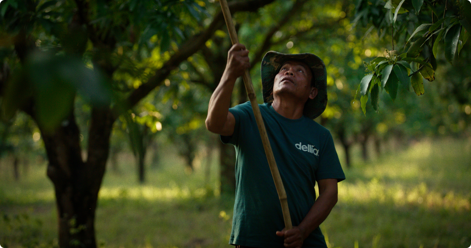 A man in a hat and a green "della" t-shirt holds a long stick, looking up into the trees of an orchard.
