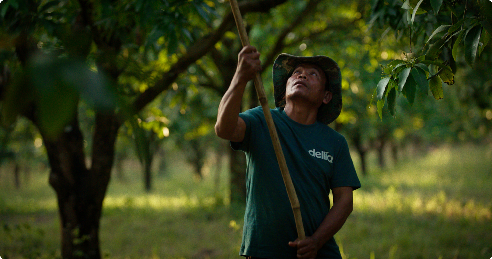 A man in a hat and a green "della" t-shirt holds a long stick, looking up into the trees of an orchard.