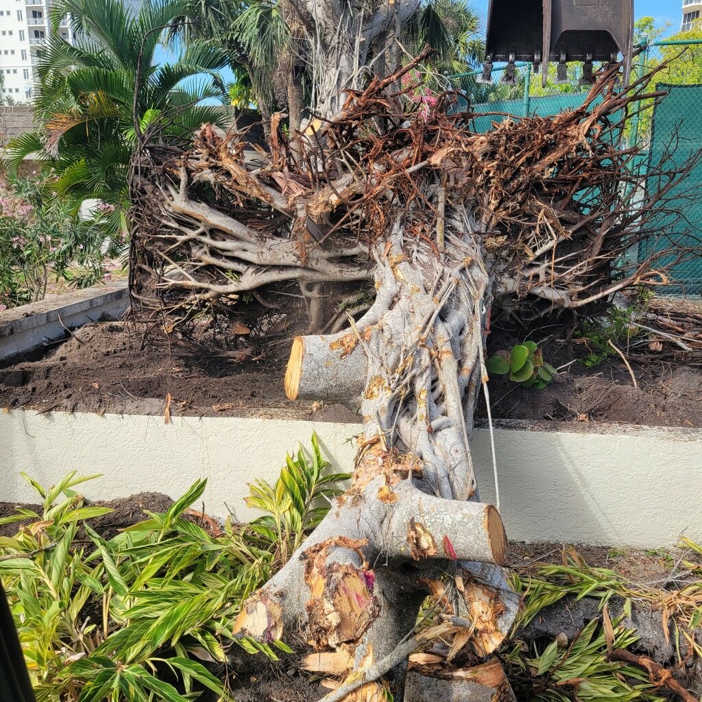 Land Clearing in Sarasota, FL: Permits, Palms & Prep