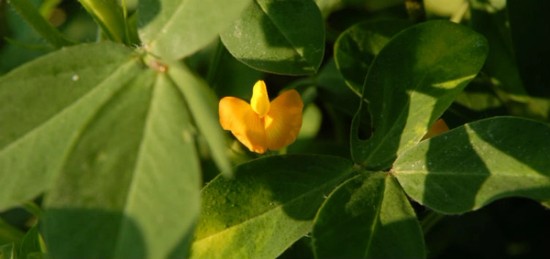 A small yellow flower surrounded by green leaves.