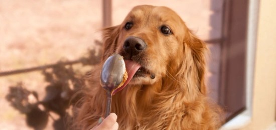A golden retriever is eating peanut butter out of a spoon.