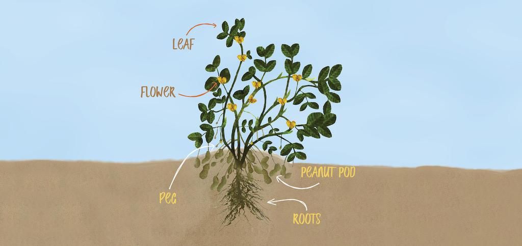 How Peanuts Grow: The Complete Cycle