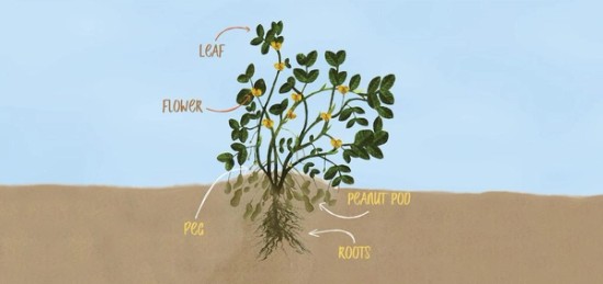 a illustration of a peanut plant growing out of the ground.