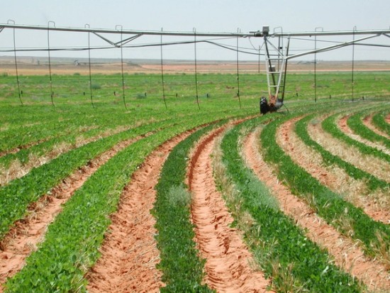 Peanut Field