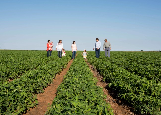 A family walking together through a peanut field.