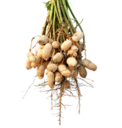 Image of several peanuts shells attached to the root