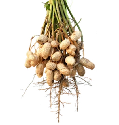 Image of several peanuts shells attached to the root