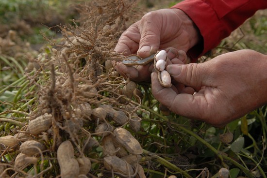 National Peanut Board Announces RFP for Allergy Research Grants