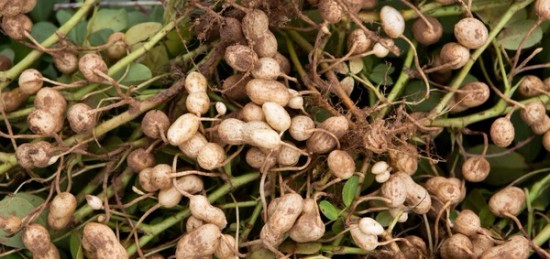 Close up photo of peanuts recently harvested.