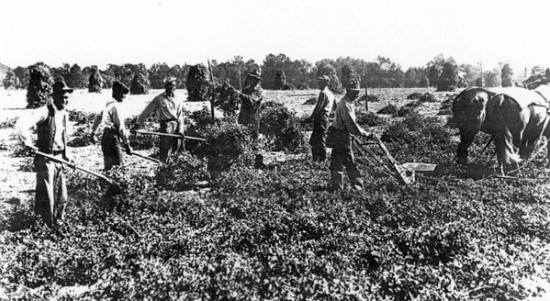 a black and white photo of people harvesting peanuts with hoes.