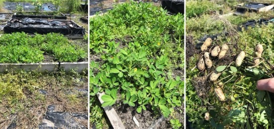 a collage of photos showing various stages of growing peanuts.