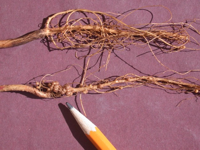 a pencil pointing to nodules on a root
